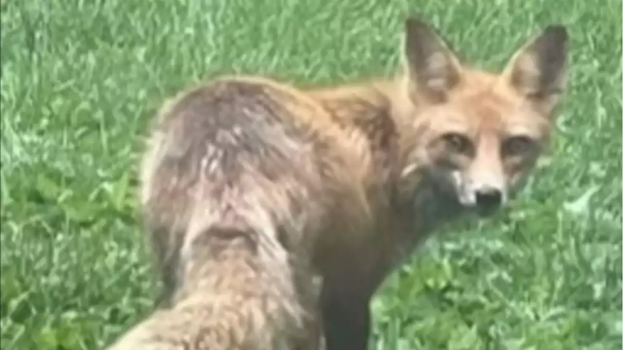 A Mystery Solved In Delaware County: Foxes Caught On Camera Stealing Shoes, Other Items Off People's Porches