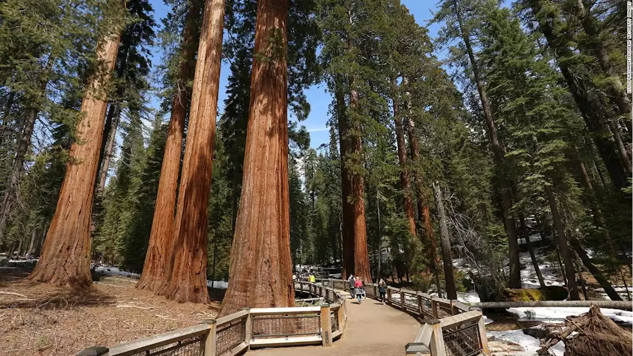 Sequoias: Why these giants of the tree world, under threat of wildfires, are so special