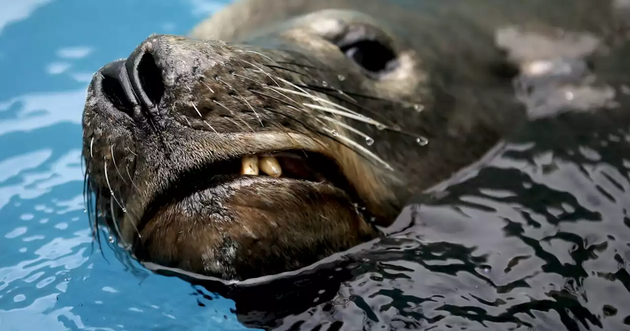 Expert: Sea lions in video sparring, not chasing beachgoers