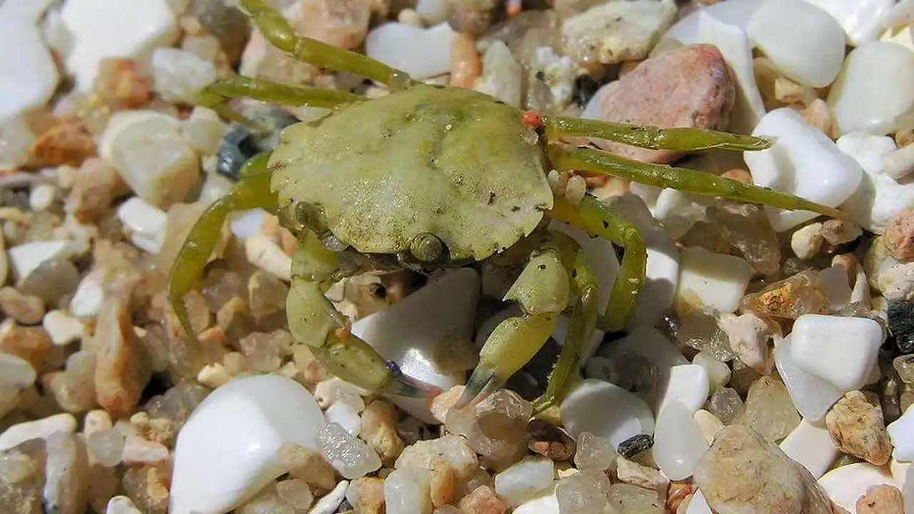 Invasive European green crab emergency continues in Washington