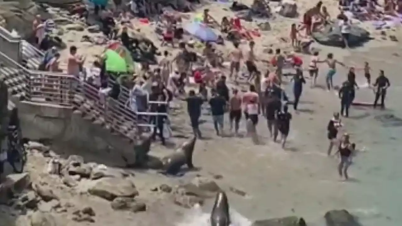 VIDEO: Sea lions chase beachgoers in Southern California