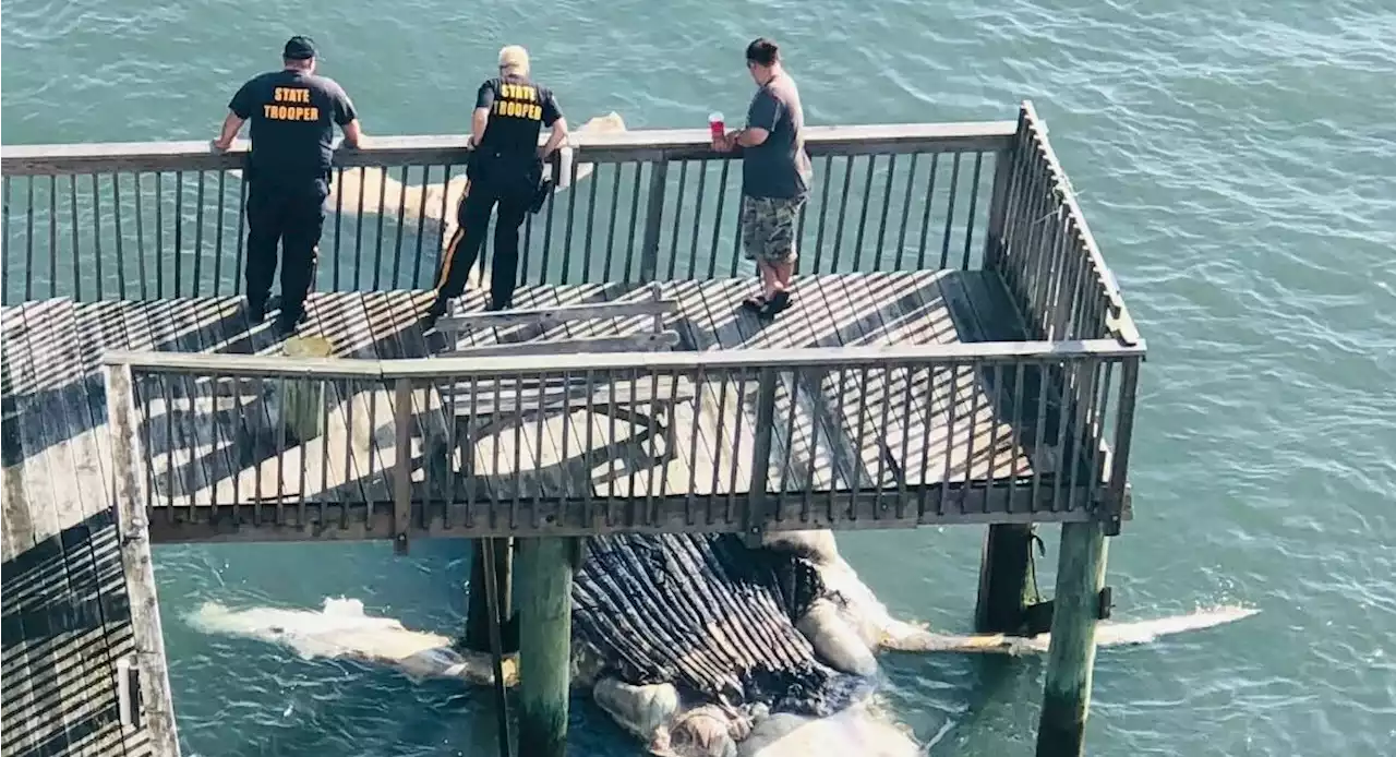 Dead humpback whale found in New Jersey marina