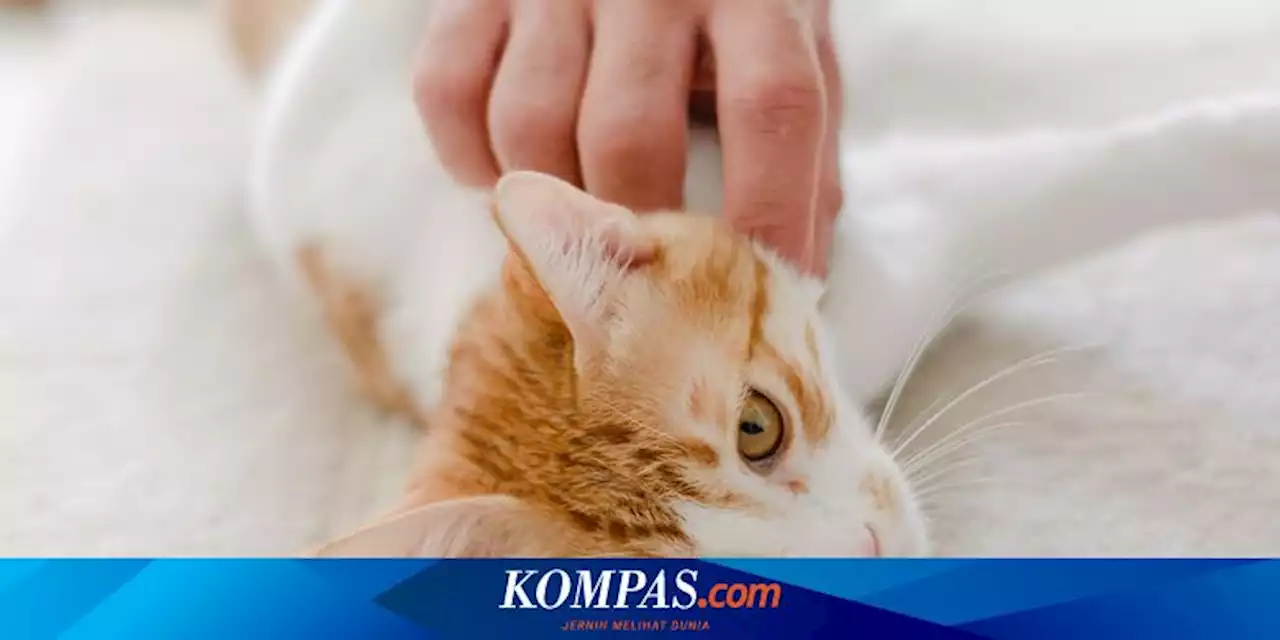 4 Penyebab Kucing Peliharaan Menjilati Pemiliknya Saat Dibelai