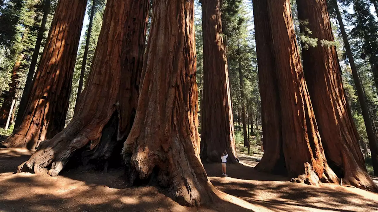 Sequoias: Why these giants of the tree world, under threat of California wildfires, are so special