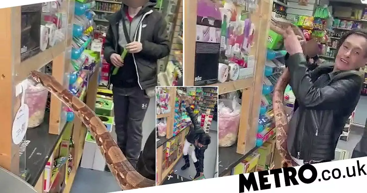 Shopkeeper terrified after woman brings huge snake and it lunges at her mints