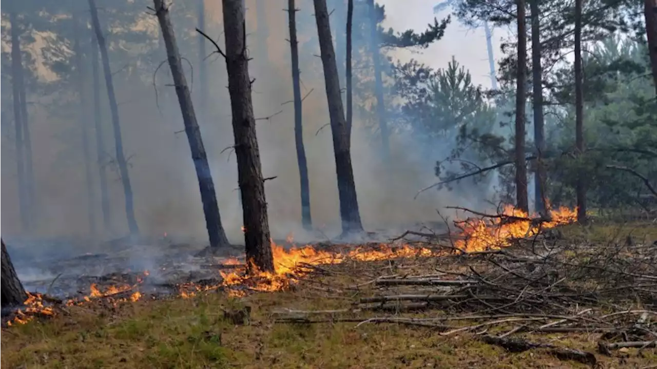 Glutnester nach Waldbrand machen Naturschutz-Stiftung Sorge