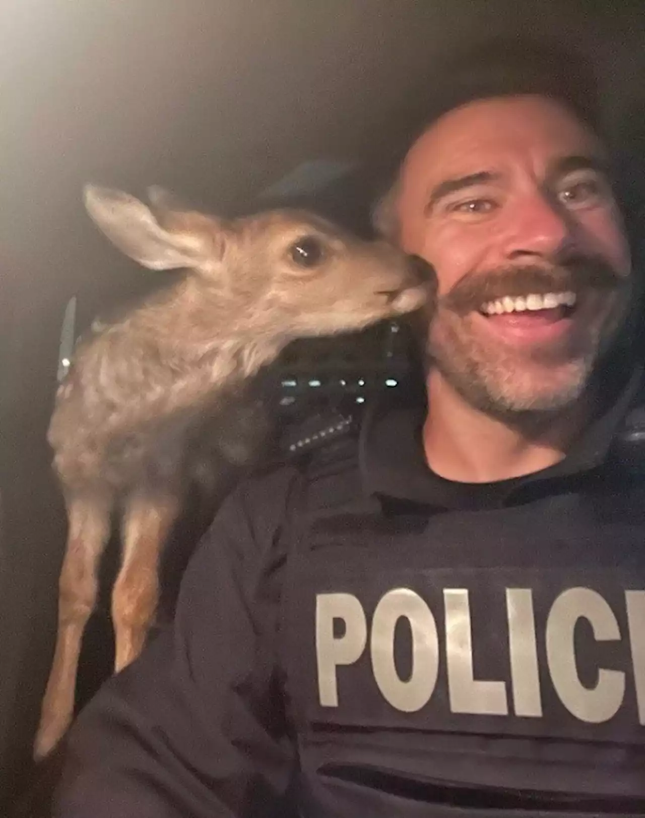 RCMP recover baby deer during drug seizure