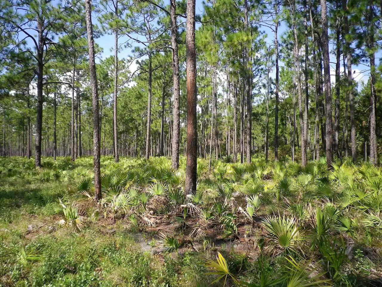 Underneath Florida pines, gophers are getting weird