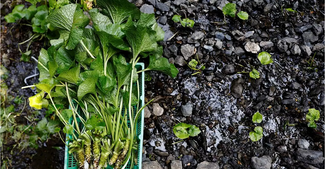 Japanese horseradish farmers fear for future amid climate change