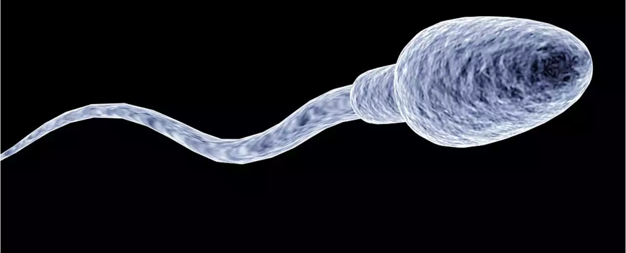 It Turns Out Your Sperm Is Full of DNA Packed as Tightly as Tetris Blocks