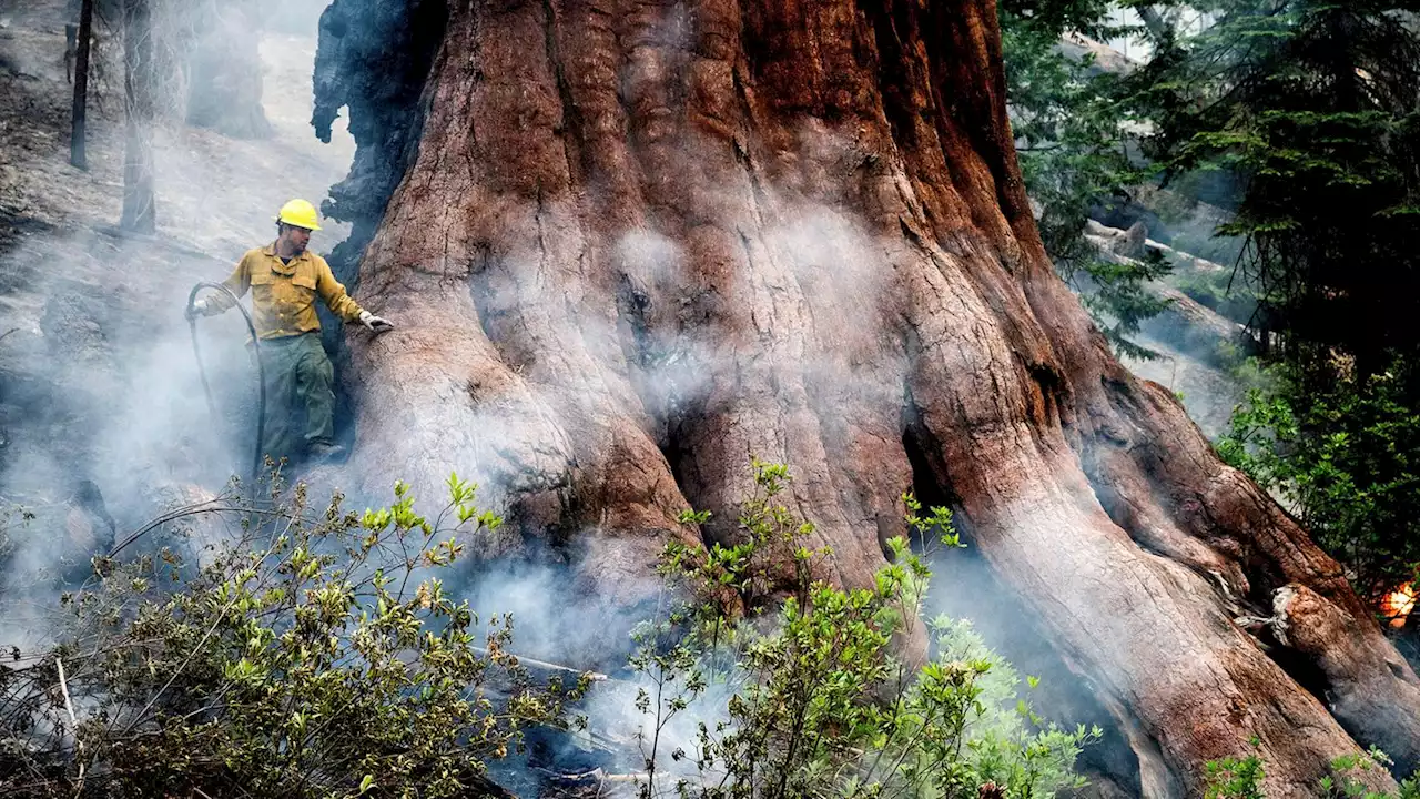 Natur-Giganten in Gefahr: Hunderte Feuerwehrleute kämpfen um Mammutbäume