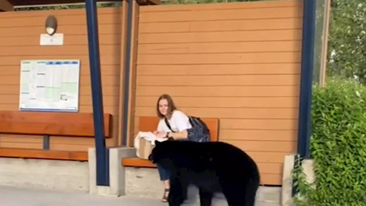 Black Bear Hanging Out At Bus Stop, Walks Up To Scared Woman