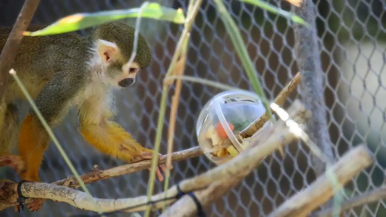 Squirrel monkey with COVID dies at Reid Park Zoo; virus' role unclear