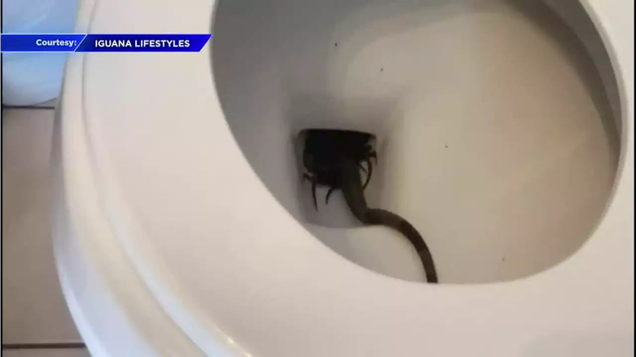 Florida woman finds iguana in her toilet