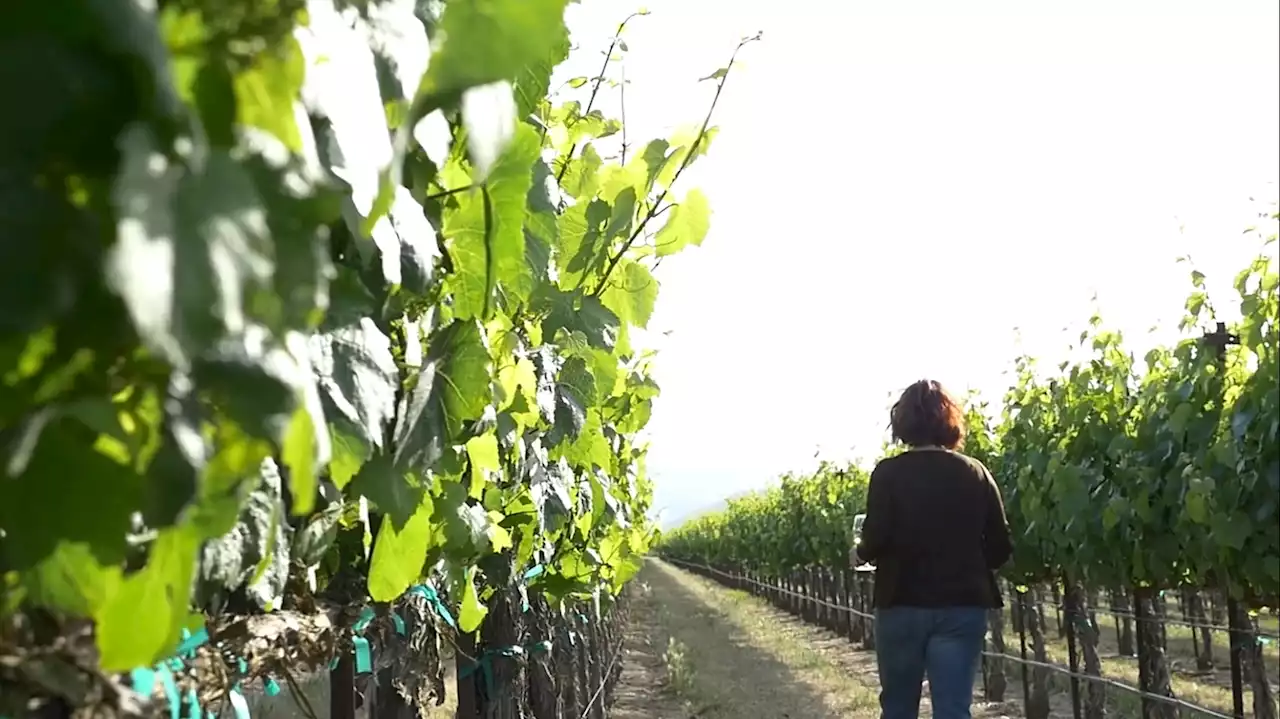 Family-owned J. Lohr Vineyards & Wines continues its legacy of sustainability