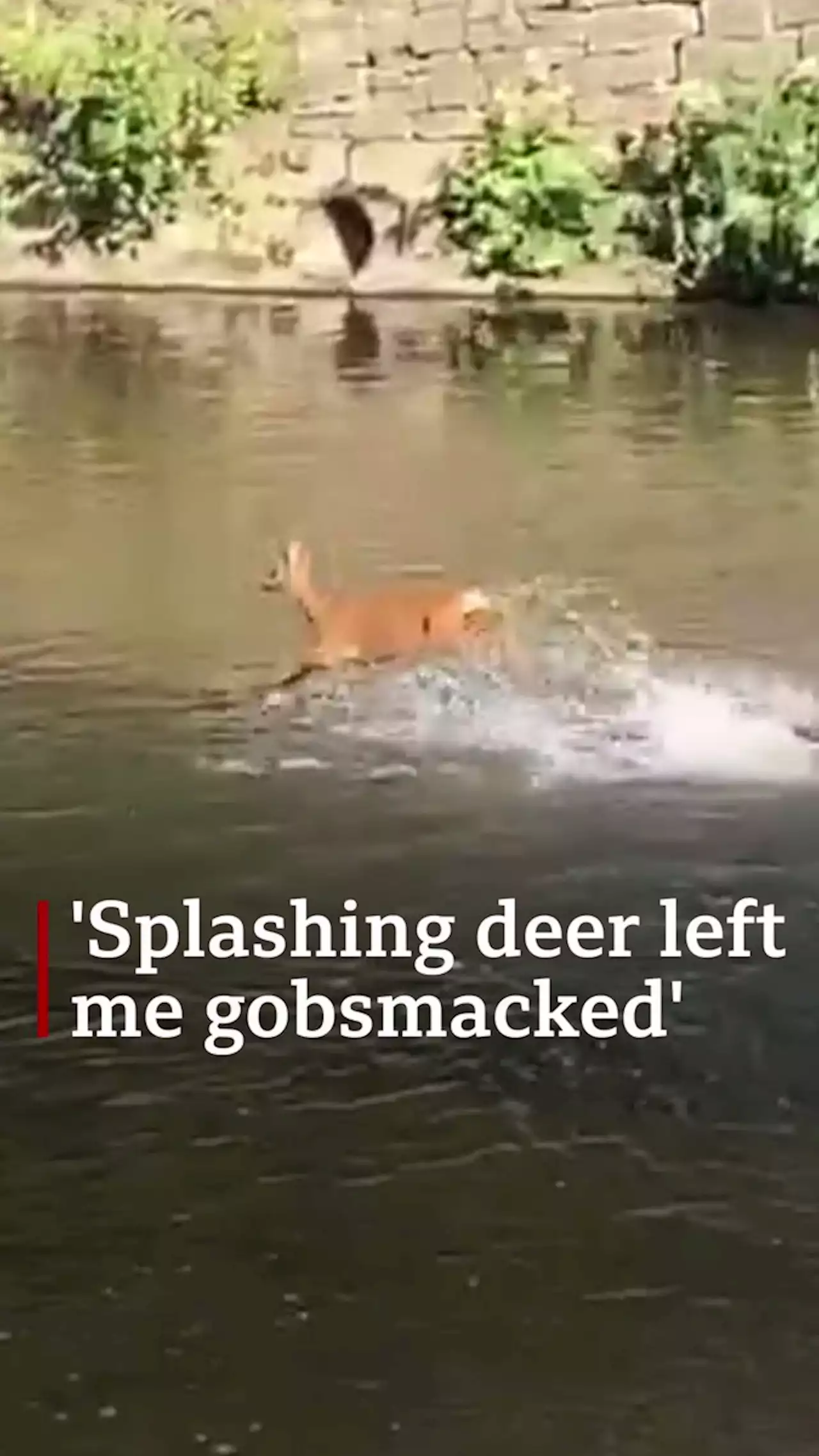 'Deer splashing through river left me gobsmacked'