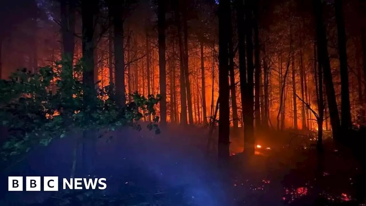 Sherwood Pines: Crews tackle huge forest blaze