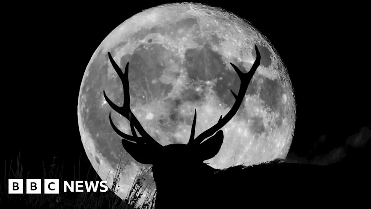 Buck moon: Closest supermoon of the year to rise in sky