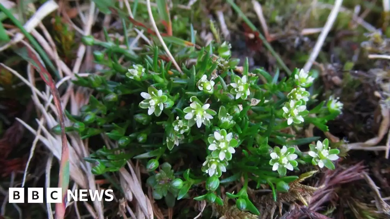 Climate change extinction threat to Scotland's mountain plants