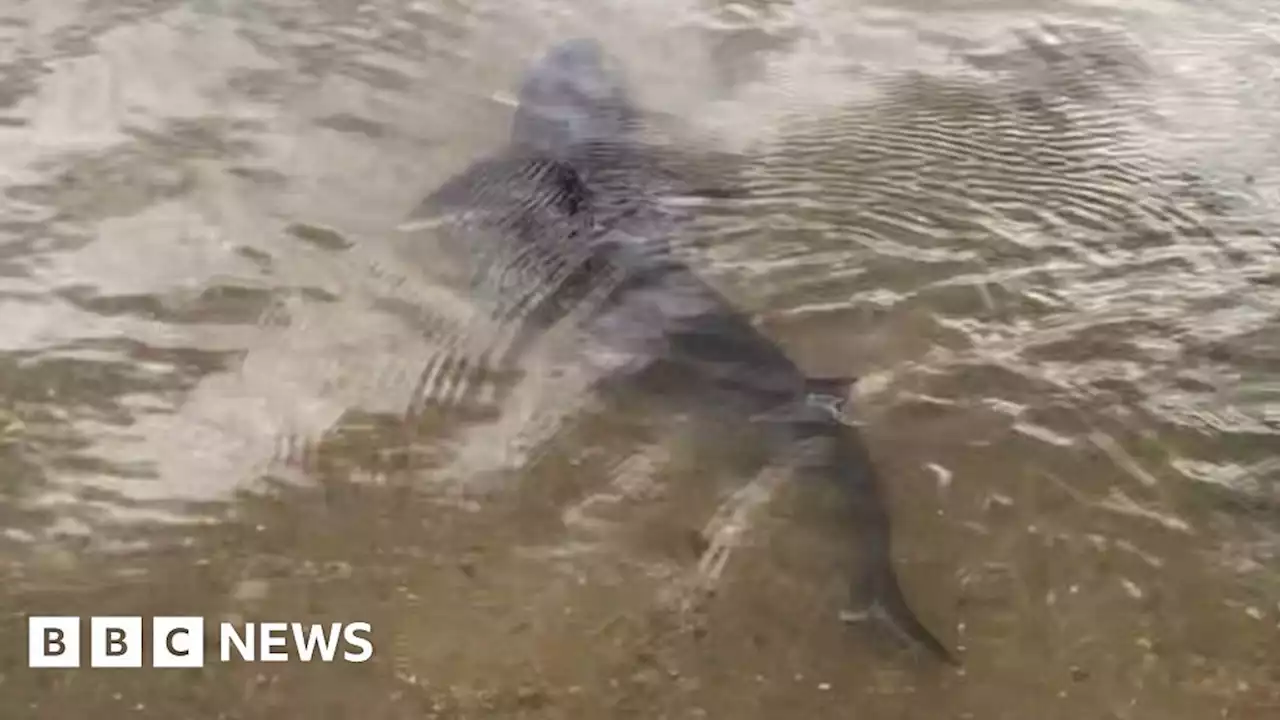 Shark spotted in River Stour leaves woman 'amazed'