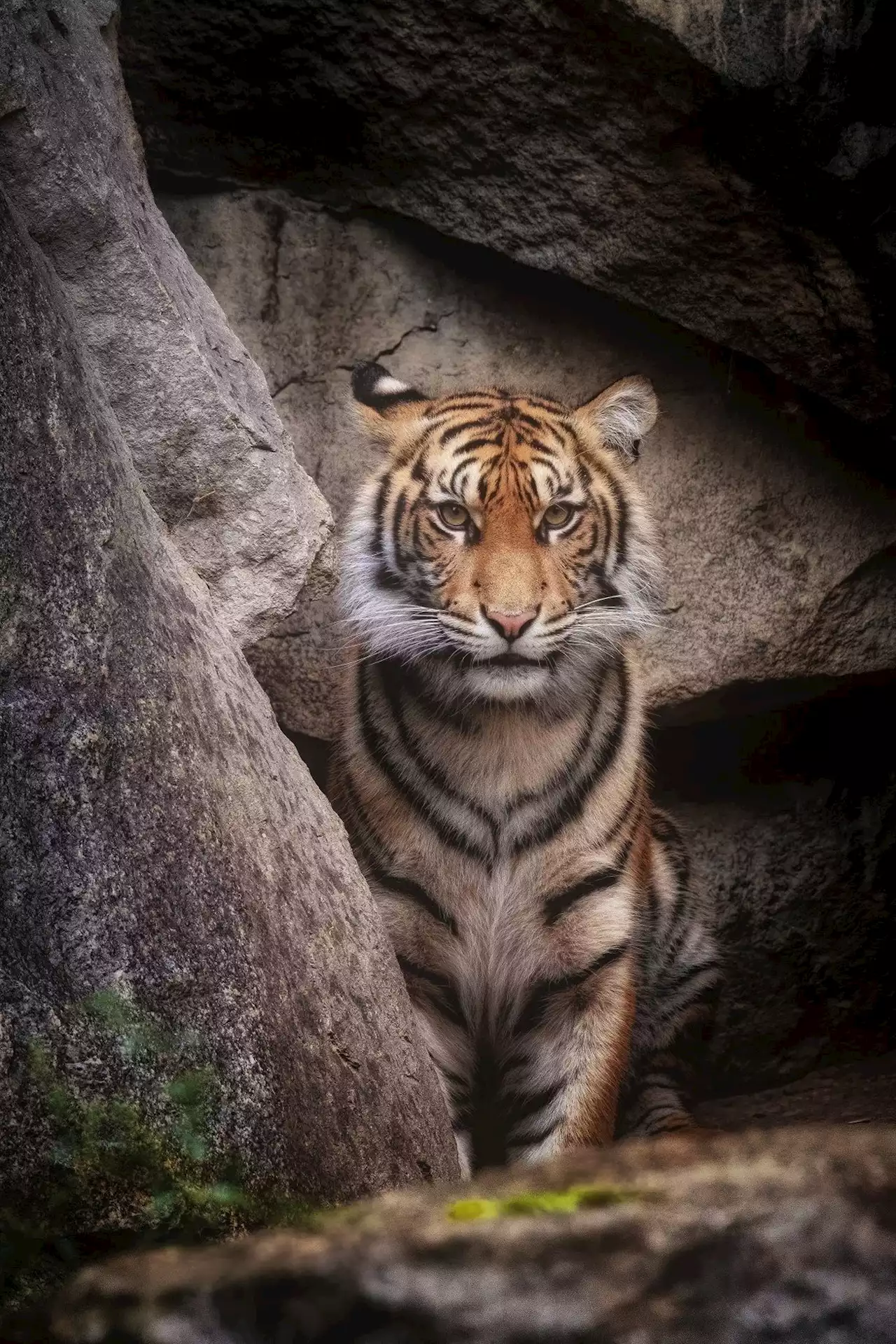 Trauer im Berliner Tierpark: Tiger Kiara ist tot