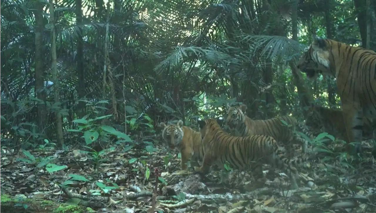 Vækker stor begejstring: Fire tigerunger fanget på kamera