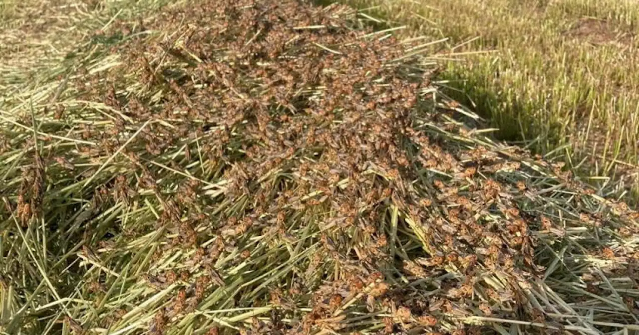 Gresshopper invaderer ferieøy