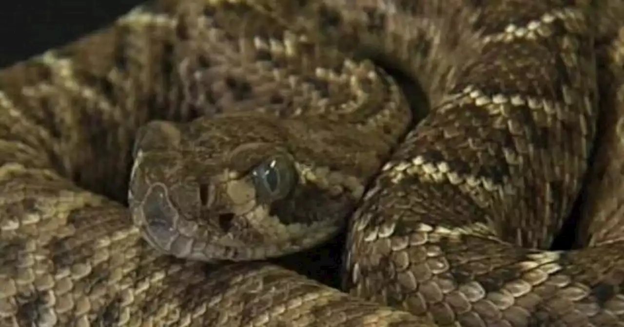 Colorado 6-year-old dies from rattlesnake bite