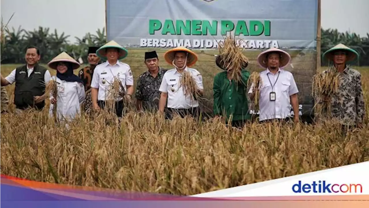 Momen Wagub DKI Hadiri Panen Padi di Rorotan, Jakut