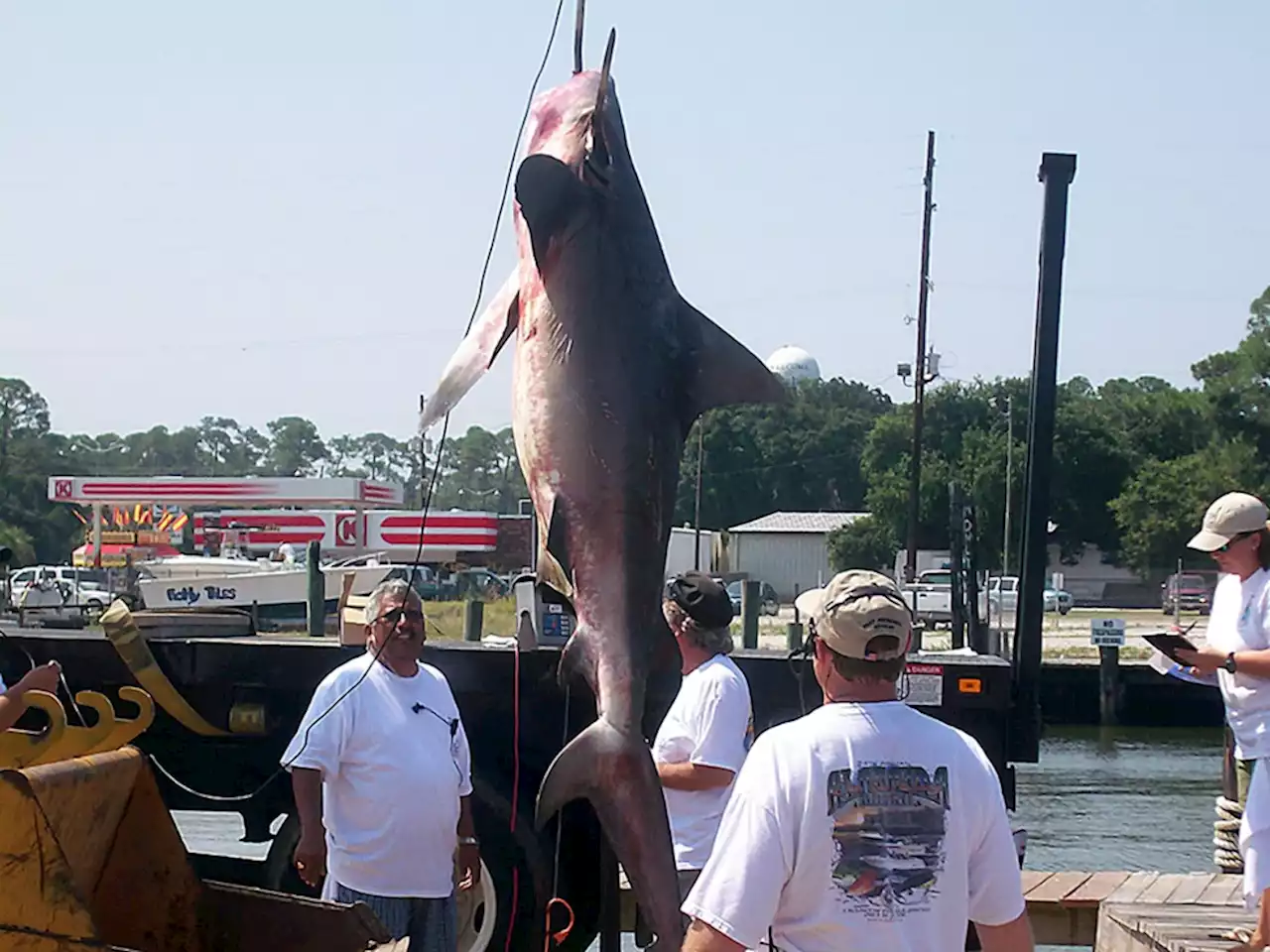 Shark category added back to this year’s Alabama Deep Sea Fishing Rodeo