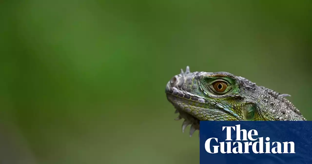 Florida woman calls expert to flush iguana out of her toilet