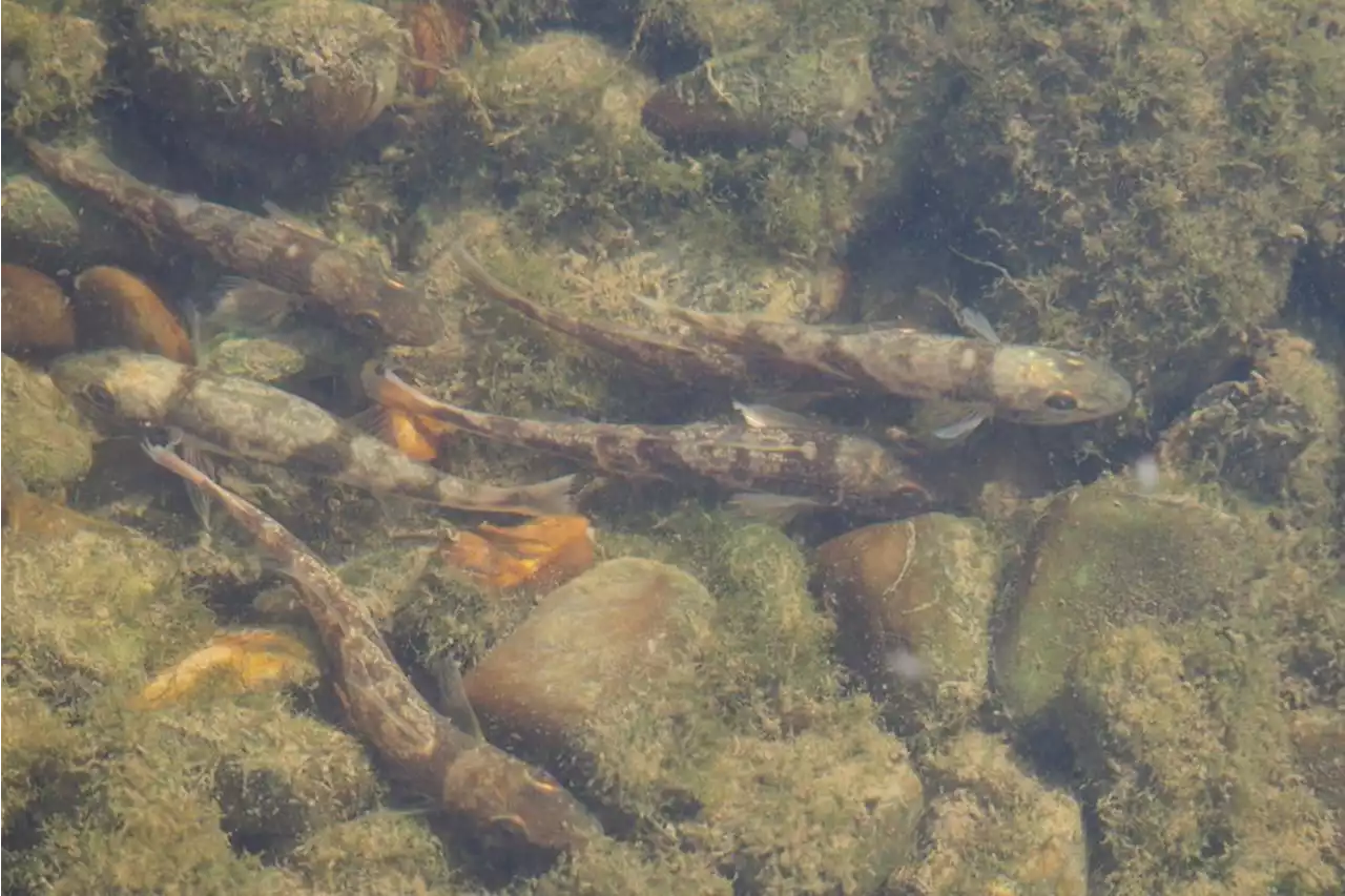 Donau bei Kelheim: Wiederansiedlungsprojekt für den Zingel geplant - idowa