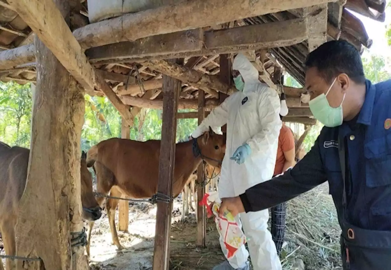 Basmi PMK, Pilih Opsi Jagal Sapi