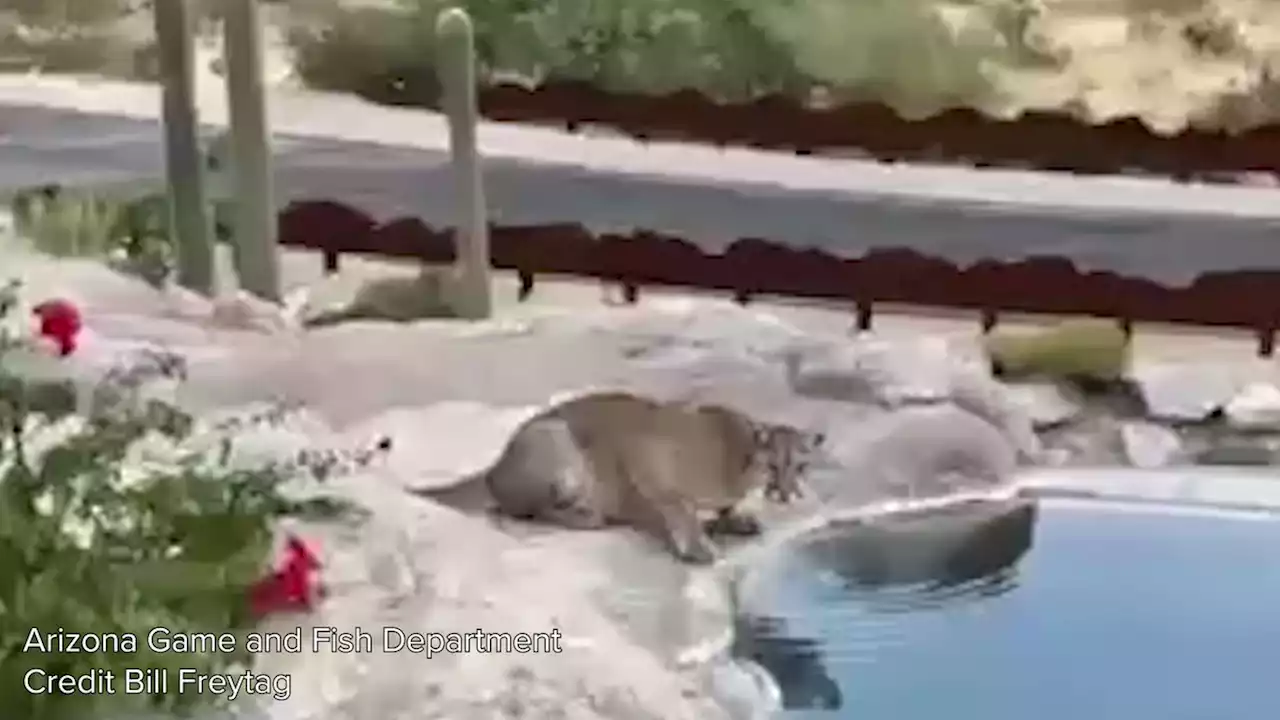 Mountain lion spotted in Marana drinking from pool