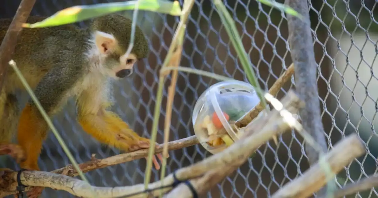 Reid Park Zoo mourns death of squirrel monkey, Glitter