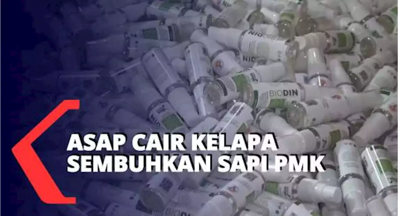 Asap Cair Tempurung Kelapa dan Perasan Laos Sembuhkan Sapi PMK