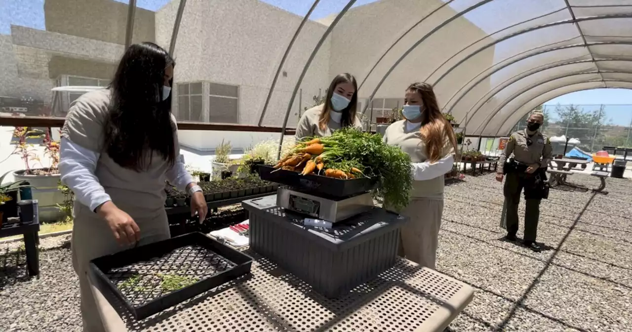 Unexpected gardens grow hope inside detention facilities