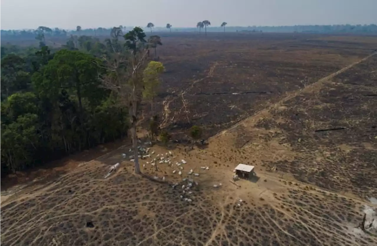 Deforestation in Brazilian Amazon hits tragic record in 2022