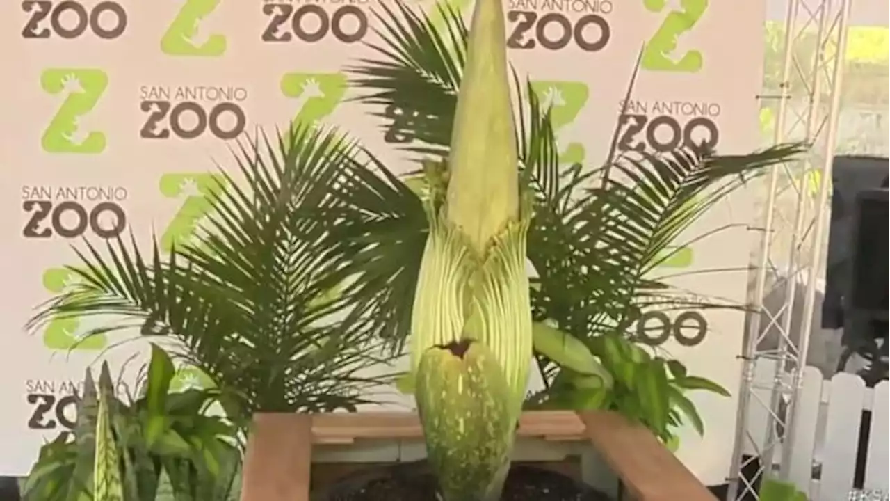 Watch corpse flower cam at San Antonio Zoo