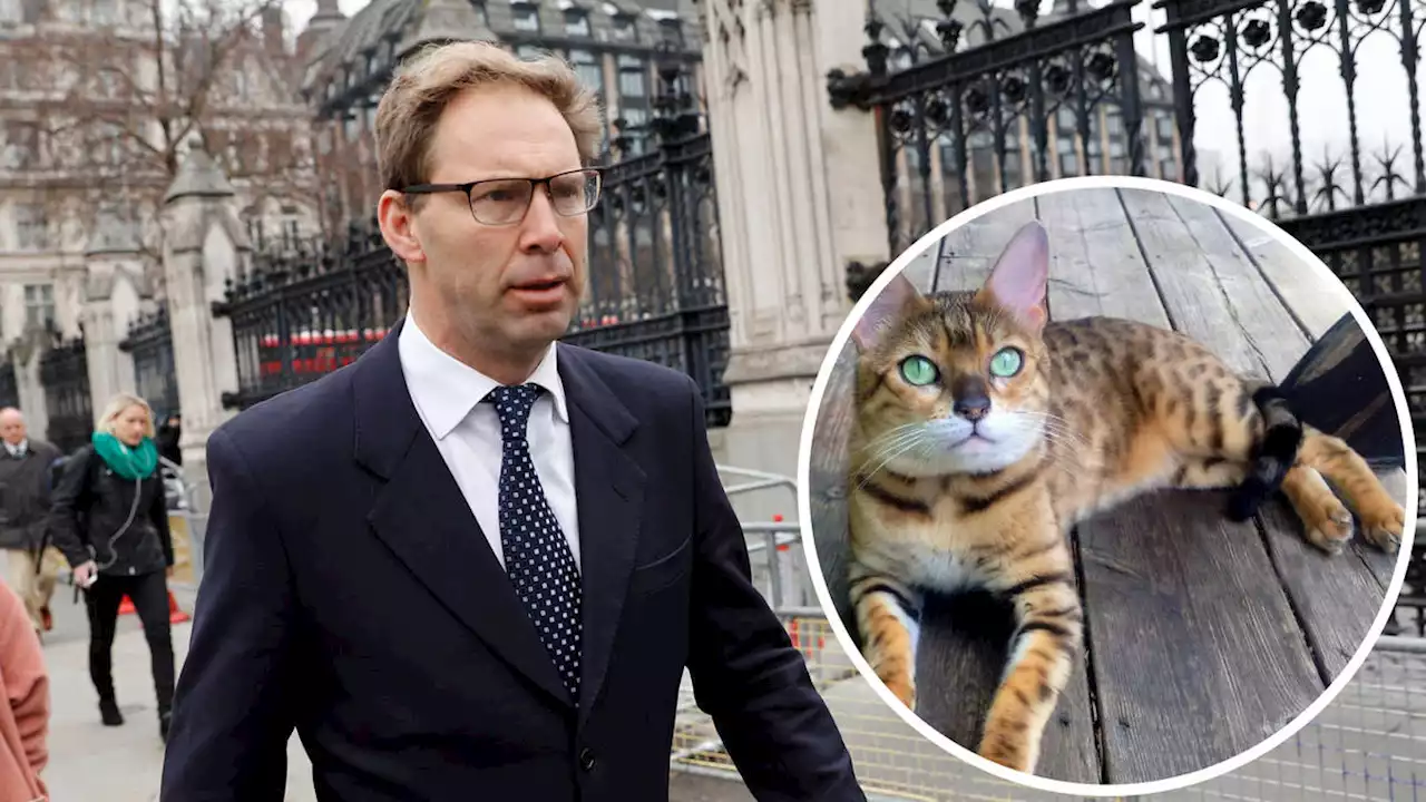 Fury as Tory MP accused of 'running over cat and driving away' in constituency village