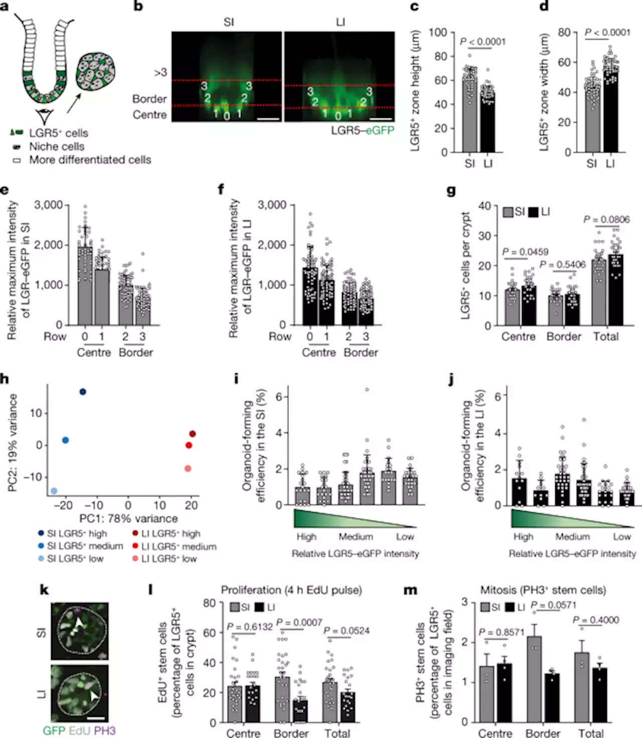 Retrograde movements determine effective stem cell numbers in the intestine - Nature