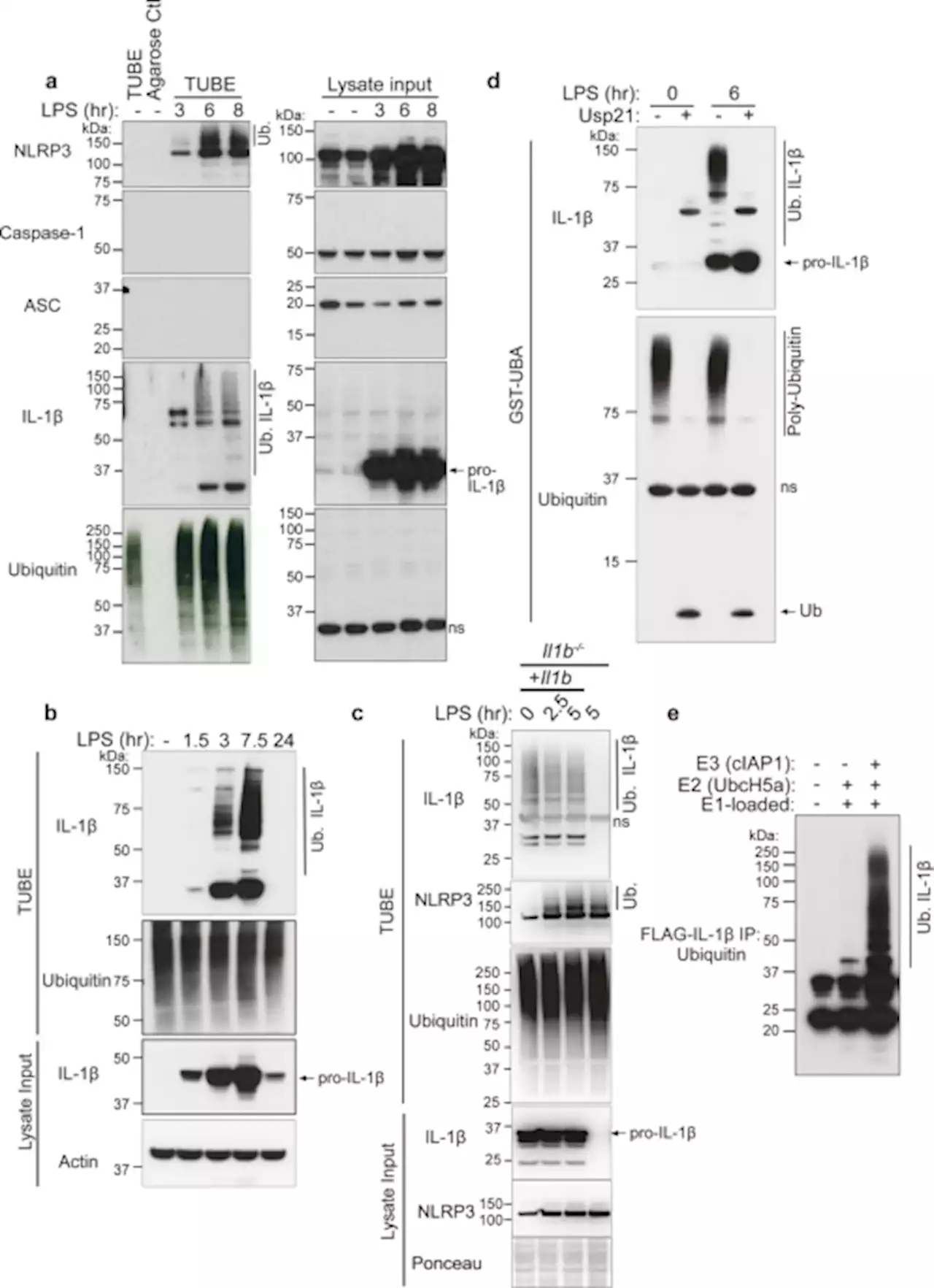 The ubiquitylation of IL-1β limits its cleavage by caspase-1 and targets it for proteasomal degradation - Nature Communications