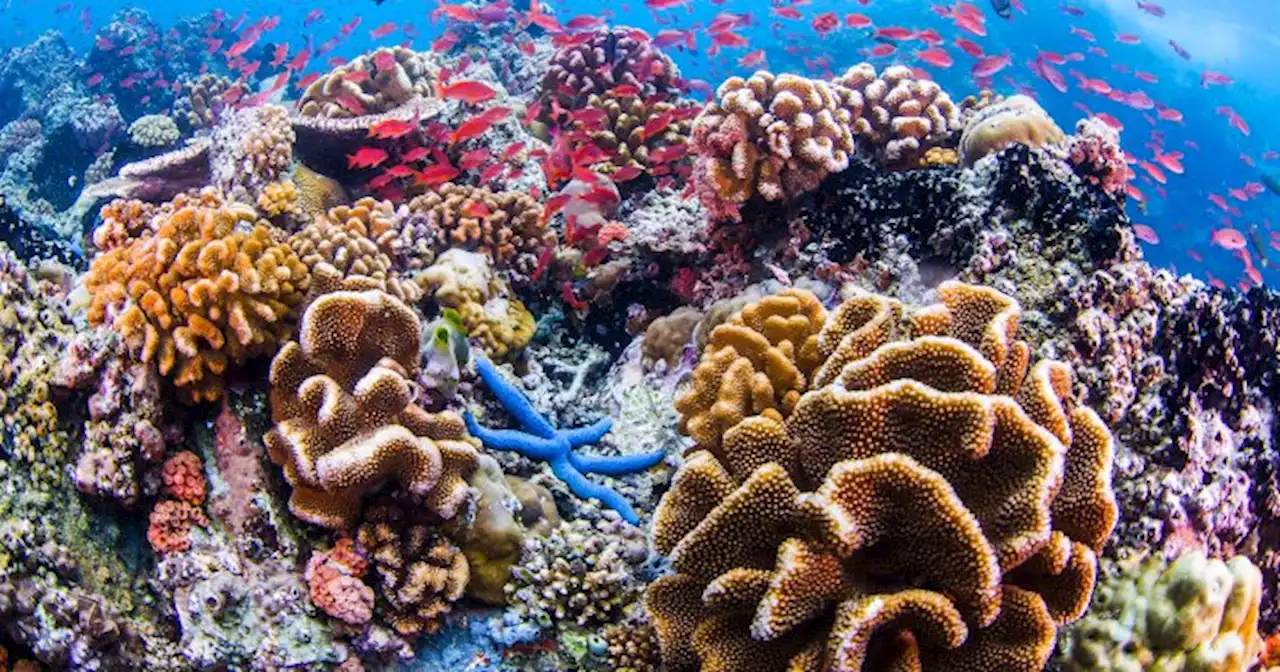 How to Know If Your Mineral Sunscreen Is Actually Reef-Safe