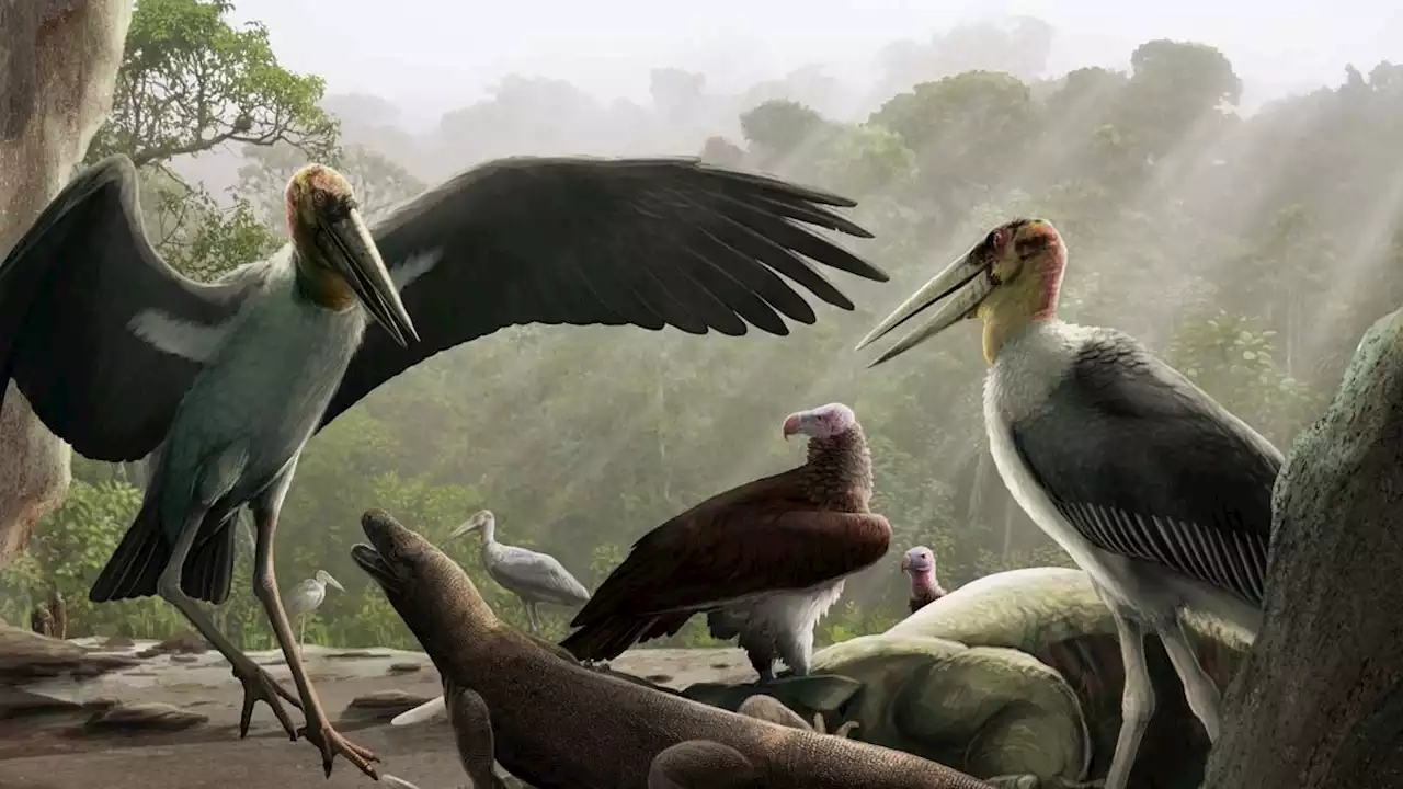 These colossal storks flew over Indonesia’s island of 'hobbit’-size humans