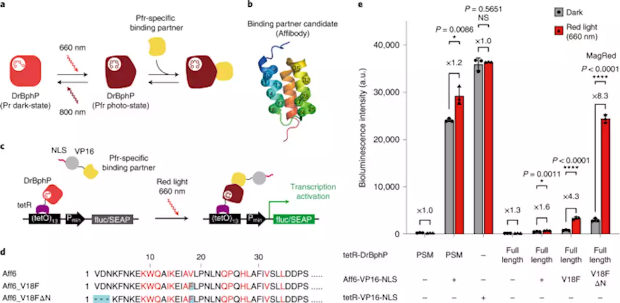 A red light–responsive photoswitch for deep tissue optogenetics - Nature Biotechnology