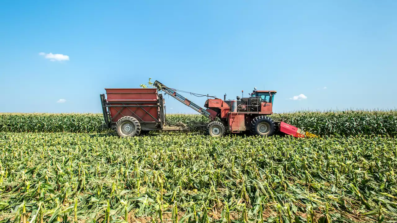 Minnesota Farmer Accused of Falsely Selling Crops as Organic