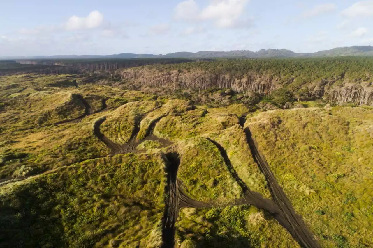 Forests are becoming less resilient because of climate change