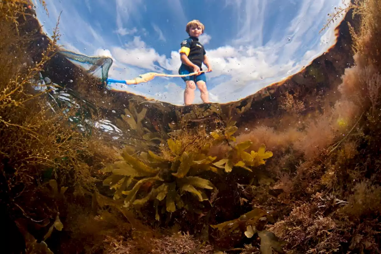 How to go rock pooling: The surprising science on your nearest beach