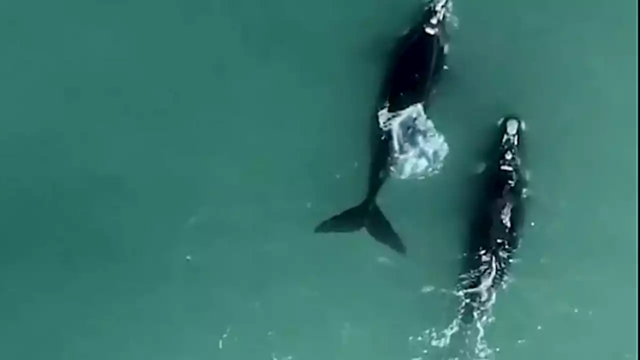 Video: en Mar del Playa aparecieron dos ballenas en Playa Grande | Las filmaron desde un dron y las imágenes se viralizaron