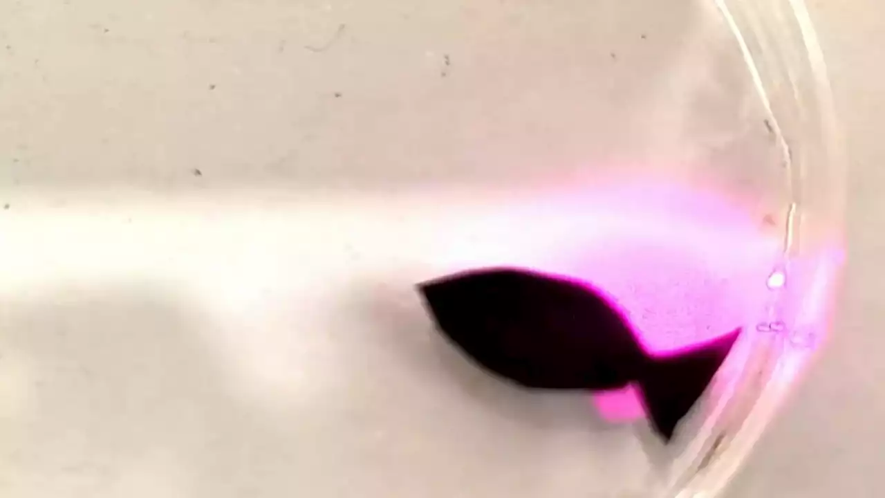 Ha le sembianze di un piccolo pesce, in realtà è un robot biocompatibile che ingerisce microplastica